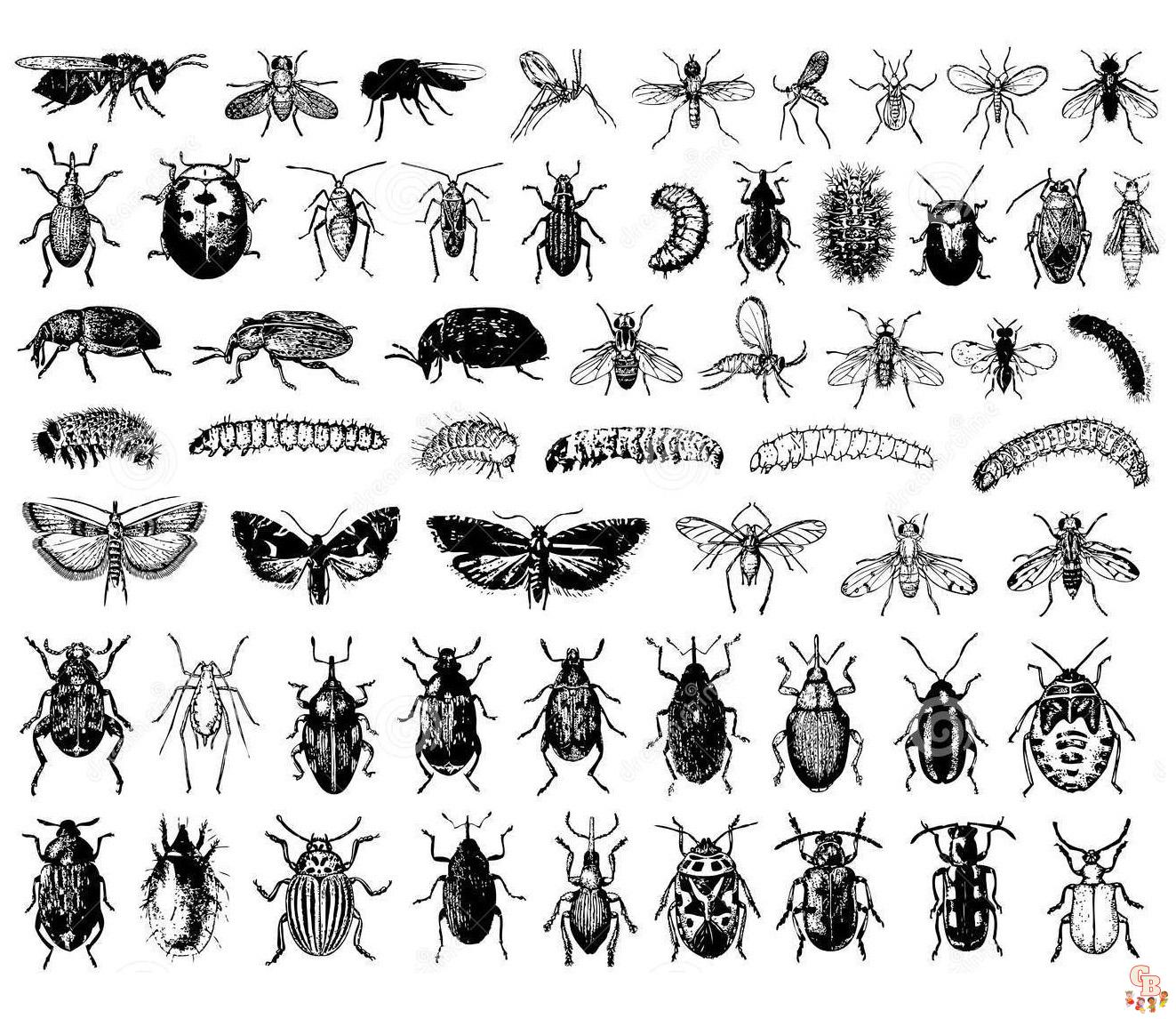 Coloriage Insectes