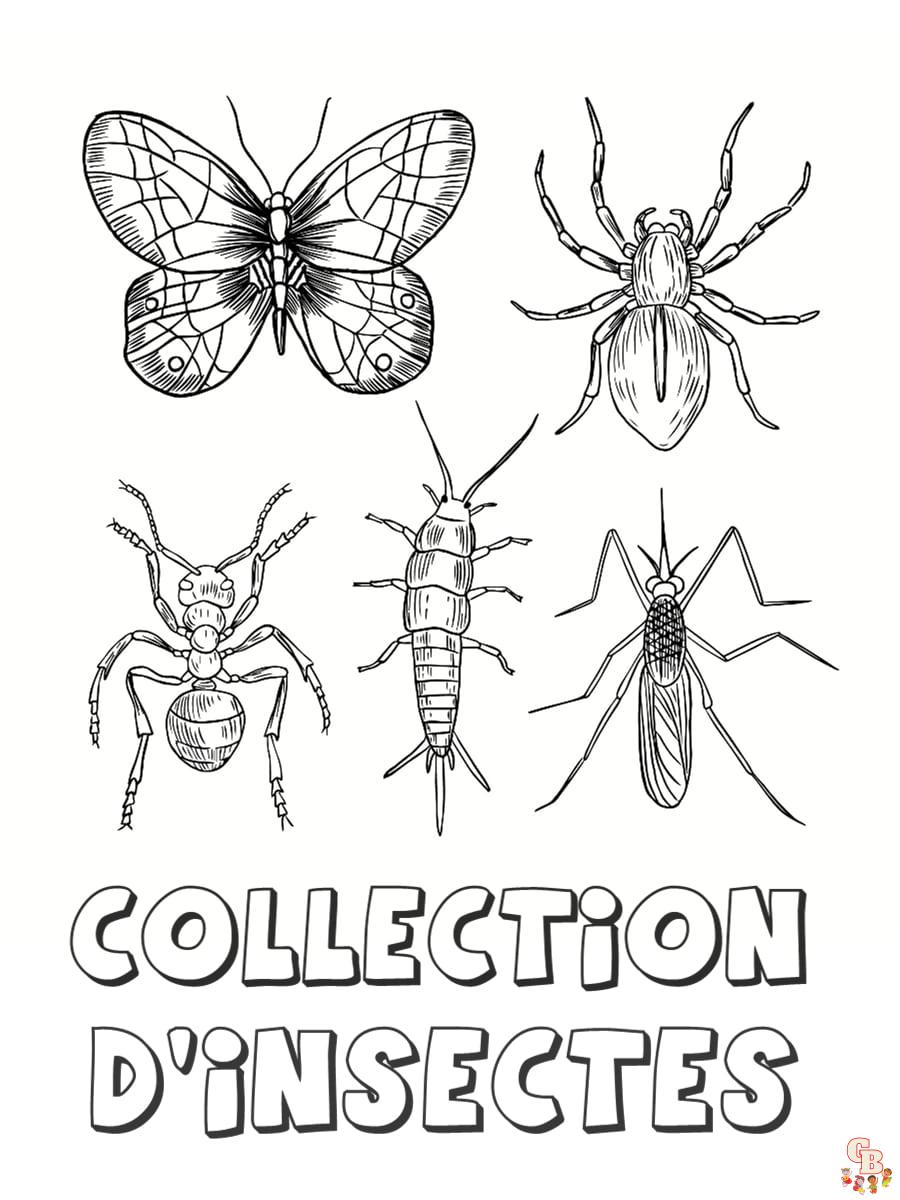 Coloriage Insectes